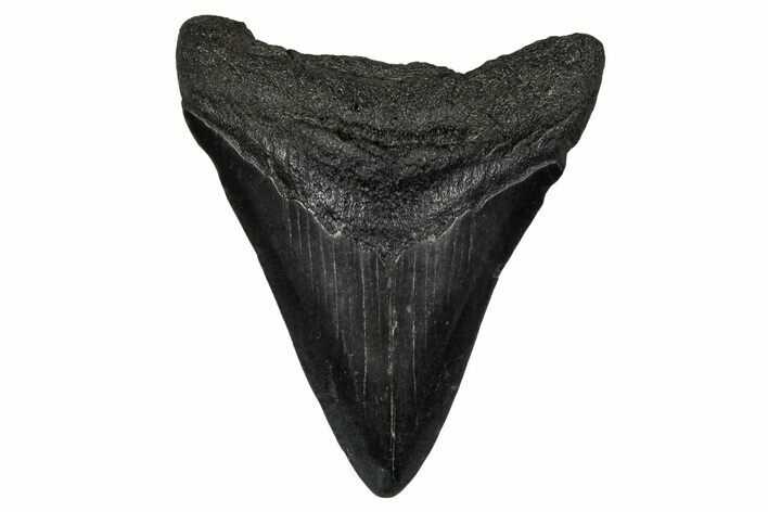 Juvenile Megalodon Tooth - South Carolina #340466